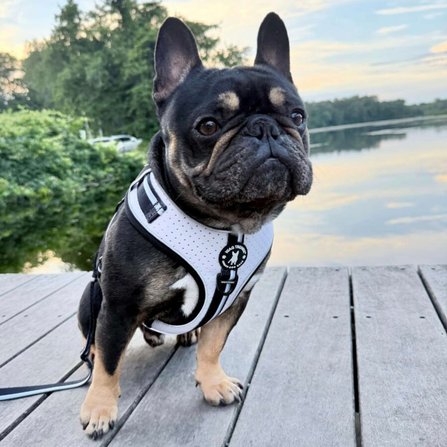 Wag Trendz Launches NeoCool Patent Pending Cooling Dog Harness