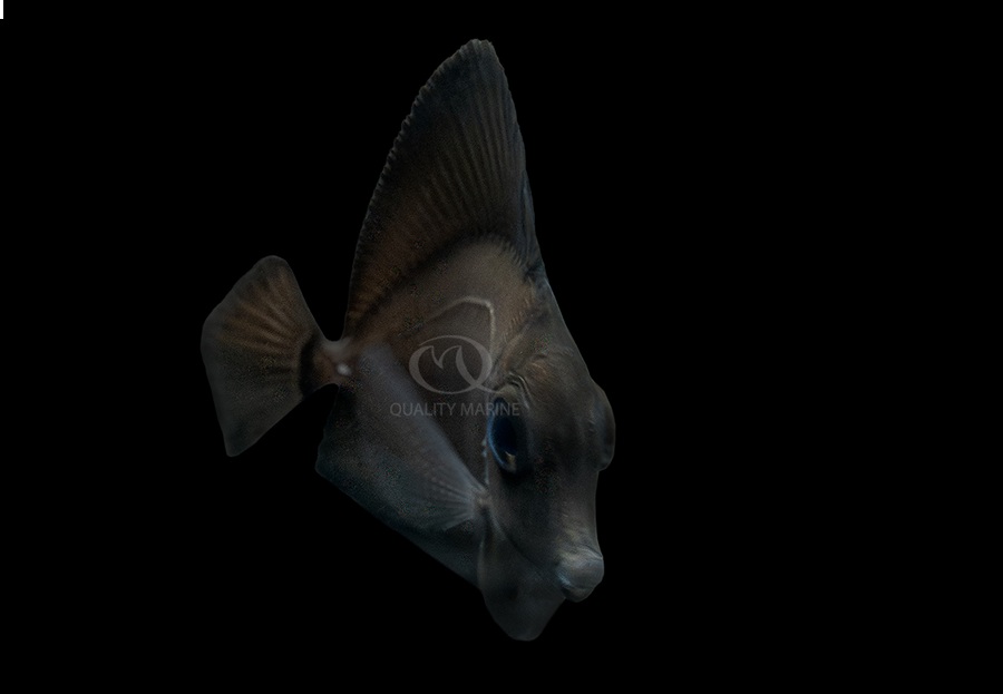 Quality Marine Achieves Historic Milestone with World’s First Aquacultured Black Longnose Tang