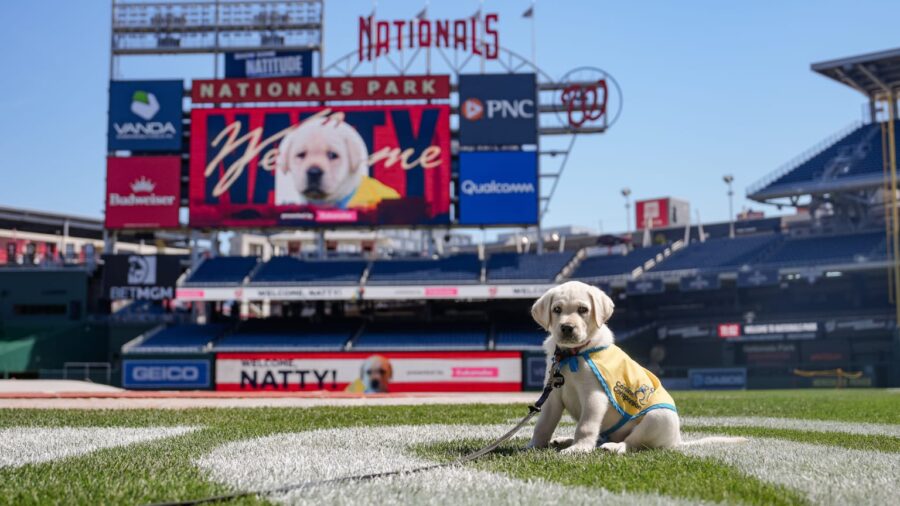 Washington Nationals Team Dog Natty to Debut on May 15 Against the Baltimore Orioles