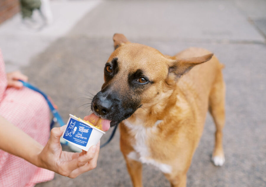 Toronto-Based Dog Standards Partners with Good Behaviour on Dairy-Free Ice Cream for Dogs