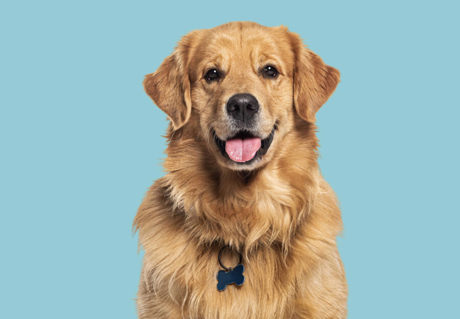 Beyond the Buzzwords What to Look for in a Dog Supplement