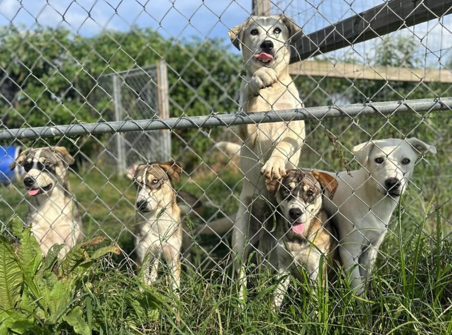 Animal Rescue Corps Responds to Call for Help with Operation Arkansas Angels