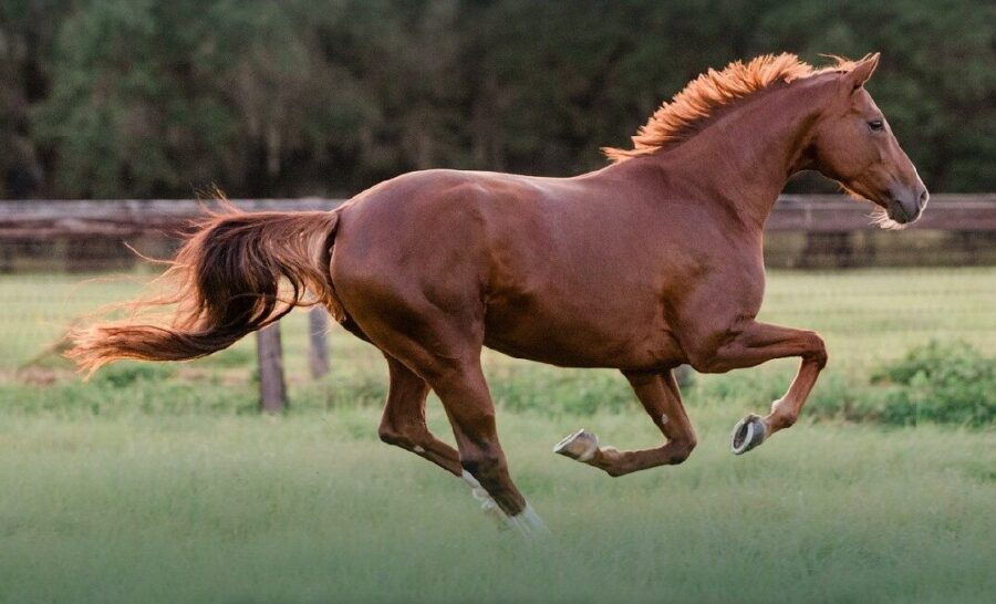 Standlee Launches Forage Foundation to Advance the Role of Forage in Equine Nutrition