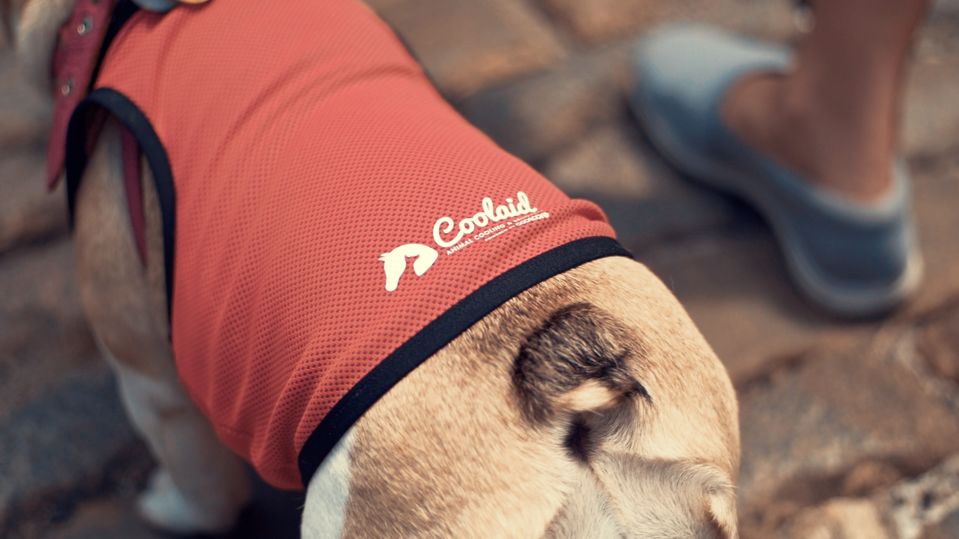 Coolaid Animal Cooling and Recovery – Canine Cooling Vests